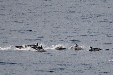 Fort William Seal Island Cruise