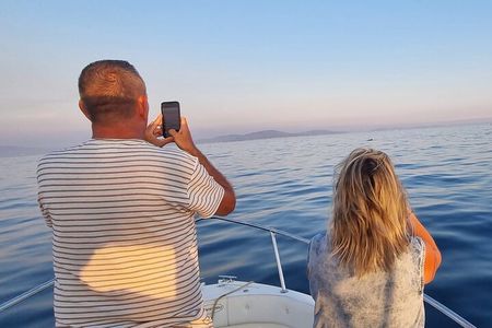 Thrilling Dolphin Encounter: Vrsar's Aquatic Safari