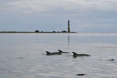Charleston Marsh Eco Boat Cruise