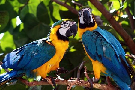 6 Days Tour at Manu Rainforest Lodge