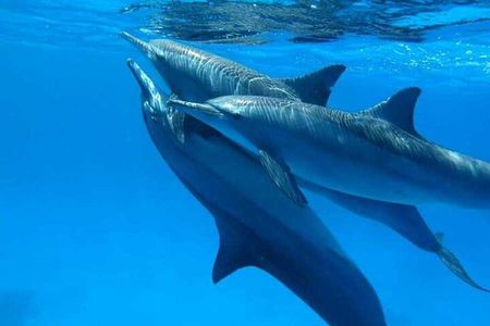 Sataya Dolphin House Full-Day Snorkeling Experience – Marsa Alam