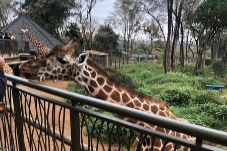 A Day Tour to Giraffe Center in Nairobi Kenya