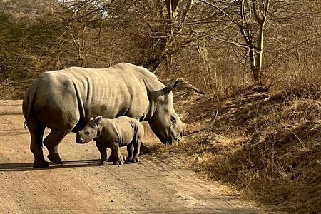 4 Days Masai mara and Lake Nakuru Safari from Nairobi