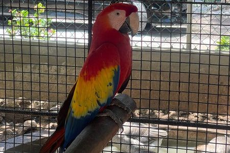 Bird Aviary/Shopping & Beach Day Out in Montego Bay