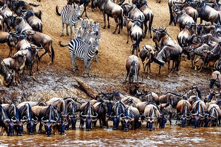 5 Day Private Guided Wildebeest Migration Tour