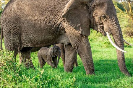 Elephant Safari Tanzania 4 Days **Sustainable Approach to Travel