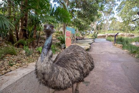 Sydney Taronga Zoo Wild Australia Experience
