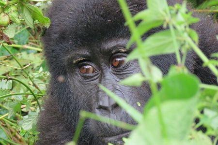 5-Day Bwindi Gorilla and Chimpanzee Trekking Safari in Uganda