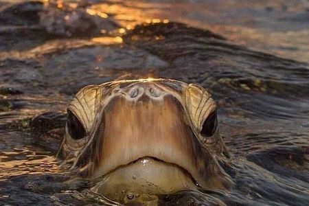 North Shore day,Waterfalls and Turtles Tour