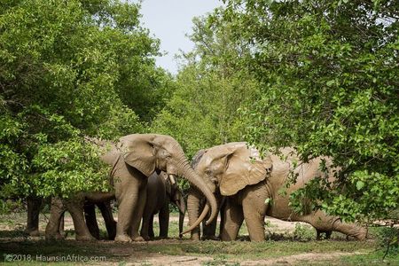  2 Days 1 Night Wildlife Safari at Mole Park (Round trip flights)