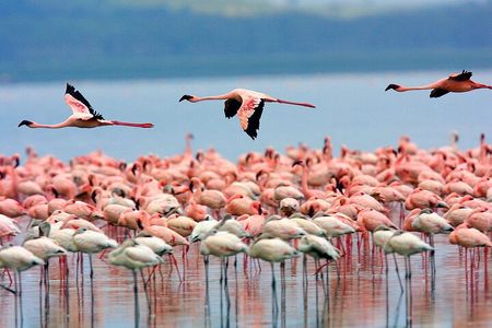 3 Days Birdwatching Safari on 4x4 Land Cruiser Jeep