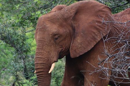 Full-day Hluhluwe-iMfolozi Park Big 5 Safari Experience