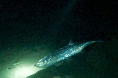 Night Snorkeling Adventure