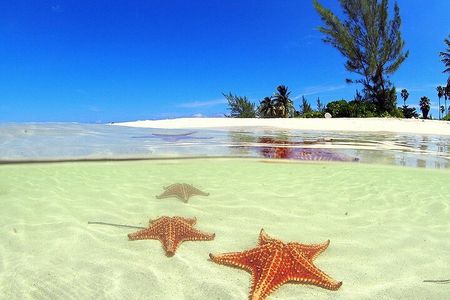 Cruise Ship Shore Tour - Stingray City, Reef Snorkel and Starfish