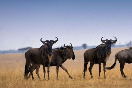  7-Day Private Northern Tanzania Safari