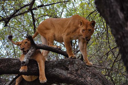 2-Day Sublime Safari to Tarangire and Ngorongoro Safari
