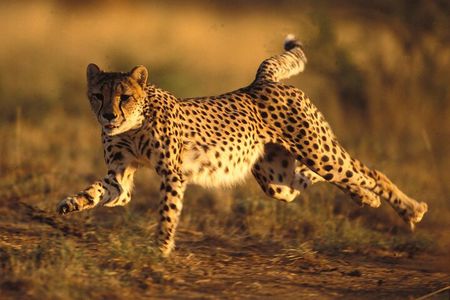 3 Days Tanzania Safari to Manyara Tarangire and Ngorongoro