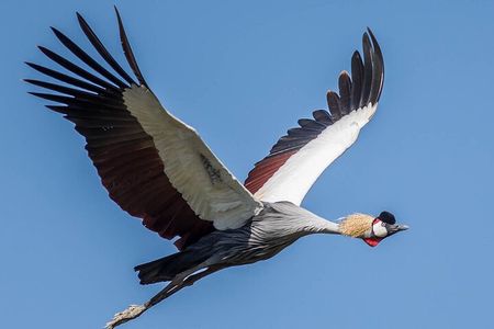 5-Day Wildlife Adventures Northern Circuit Safari