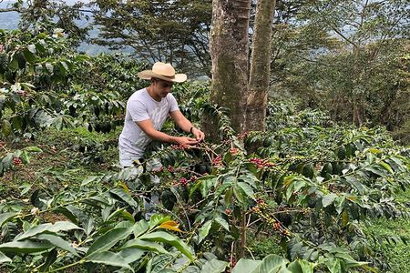 Coffee Farm and Salento Walking Tour