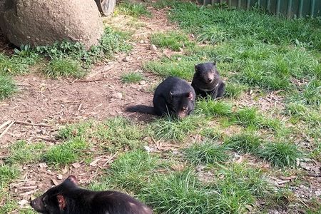 Wings Wildlife Park and Scenic Tour 