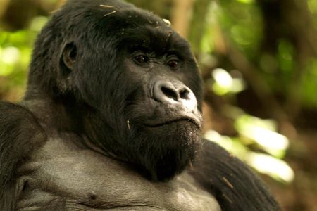 3 Days Golden Monkey Private Trekking in Rwanda
