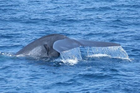 Whale Watching Mirissa with ( WWC )
