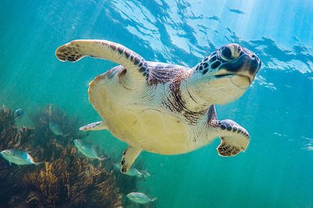 Swim with Turtles in Akumal and 2 Cenotes with food from Cancun