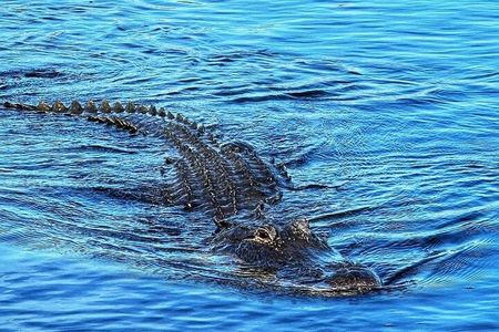 Everglades Tour from Miami