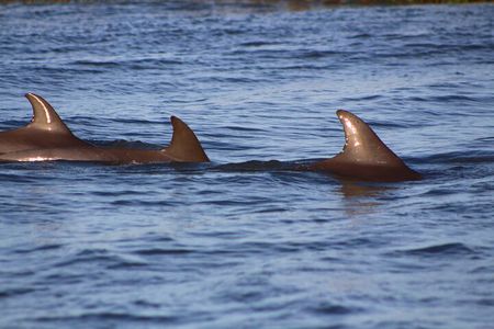 Folly Beach Dolphin Viewing Boat Excursion and Estuary Tour 
