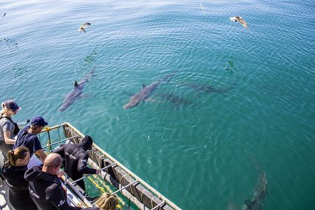 Cape Shark Diving Adventures 