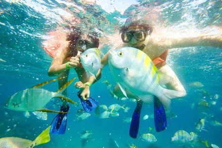Snorkel at Pelican´s Beach Cabo San Lucas - Classic