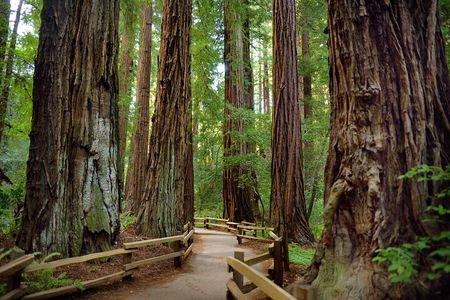 San Francisco: Full Day Coastal Redwoods & Wine Country Tour