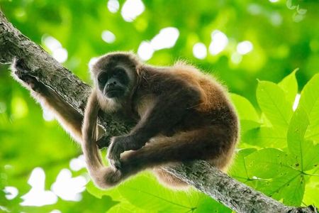 Full Day Private Churute Mangroves Reserve and Cocoa Farm Tour