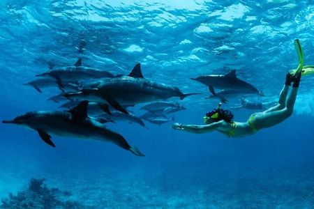 Mnemba Island snorkeling and Swimming with Dolphin