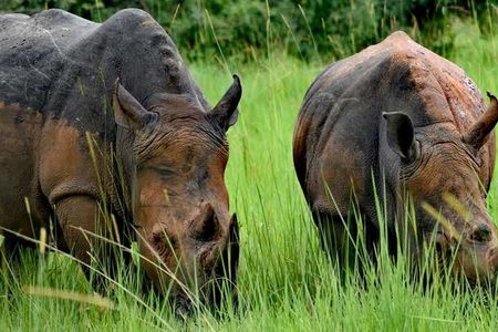 A Thrilling 1-Day Rhino Tracking Tour in Uganda