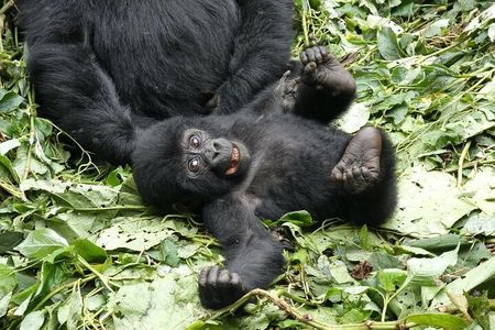 3 -Day Private Gorilla Trekking Safari in Bwindi Forest