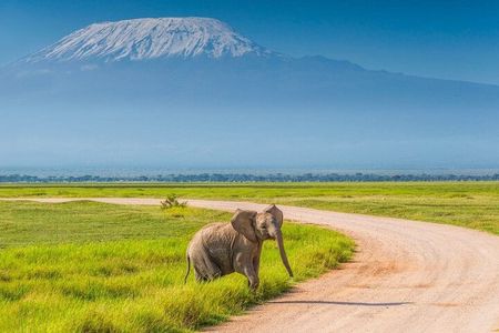 Amboseli National Park Day tour; Free Wifi Connection