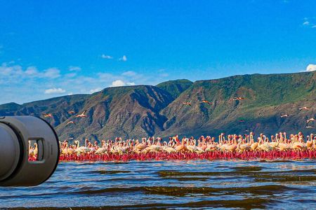 Escape to Lake Bogoria, Flamingo's new home for an overnight safari