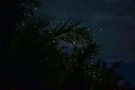 Fireflies & Silver leaf monkey Gazing tour