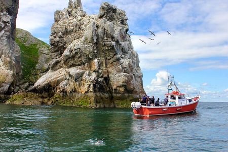 Howth Coastal Boat Tour (Ireland's Eye Ferries 50 mins trip)