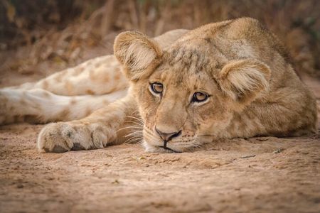 2 Day Guided Murchison Falls And Zziwa Rhino Trekking Safari