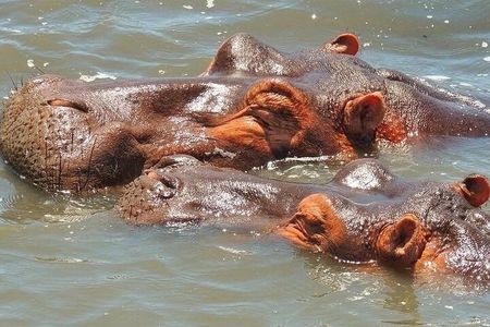 Half Day Tour in iSimangaliso Wetland Park