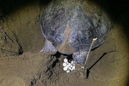 Turtle Nesting night Tour in Tortuguero