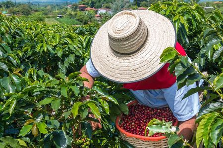 Salento and Cócora Tour plus Coffee Farm from Pereira or Armenia
