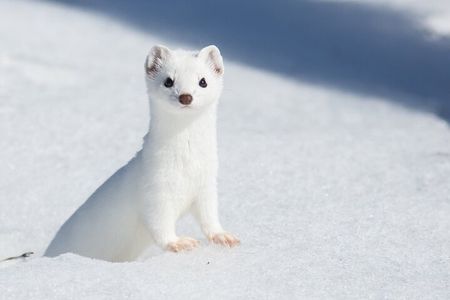 Private Grand Teton Winter Wildlife Tour