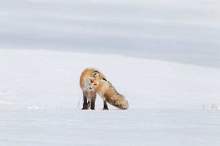 Yellowstone Snowshoe Adventure - Private Tour from Jackson Hole