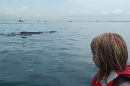 5 hours Whale Watching Experience from Panama City
