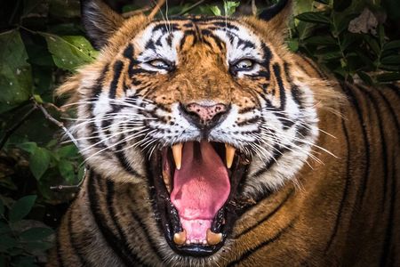 5 Day Delhi Agra Jaipur with Ranthambore-Taj Mahal Sunrise/Sunset
