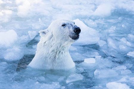  Arctic Polar Bear Adventure Afternoon Trip