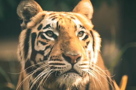 7 Day Golden Triangle with Ranthambore Tiger Tour.